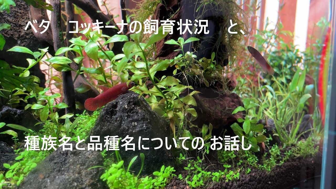 ベタ　コッキーナ